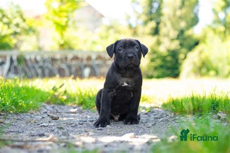 bandog prodej|Bandog prodej